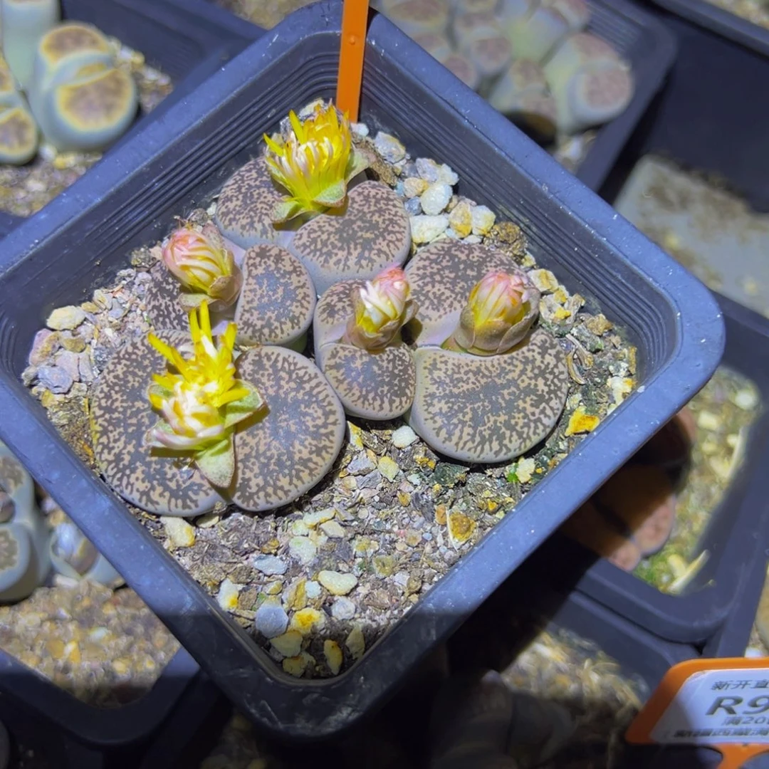 昵***波953 一物一拍，默认有伤，介意勿拍，不退不换