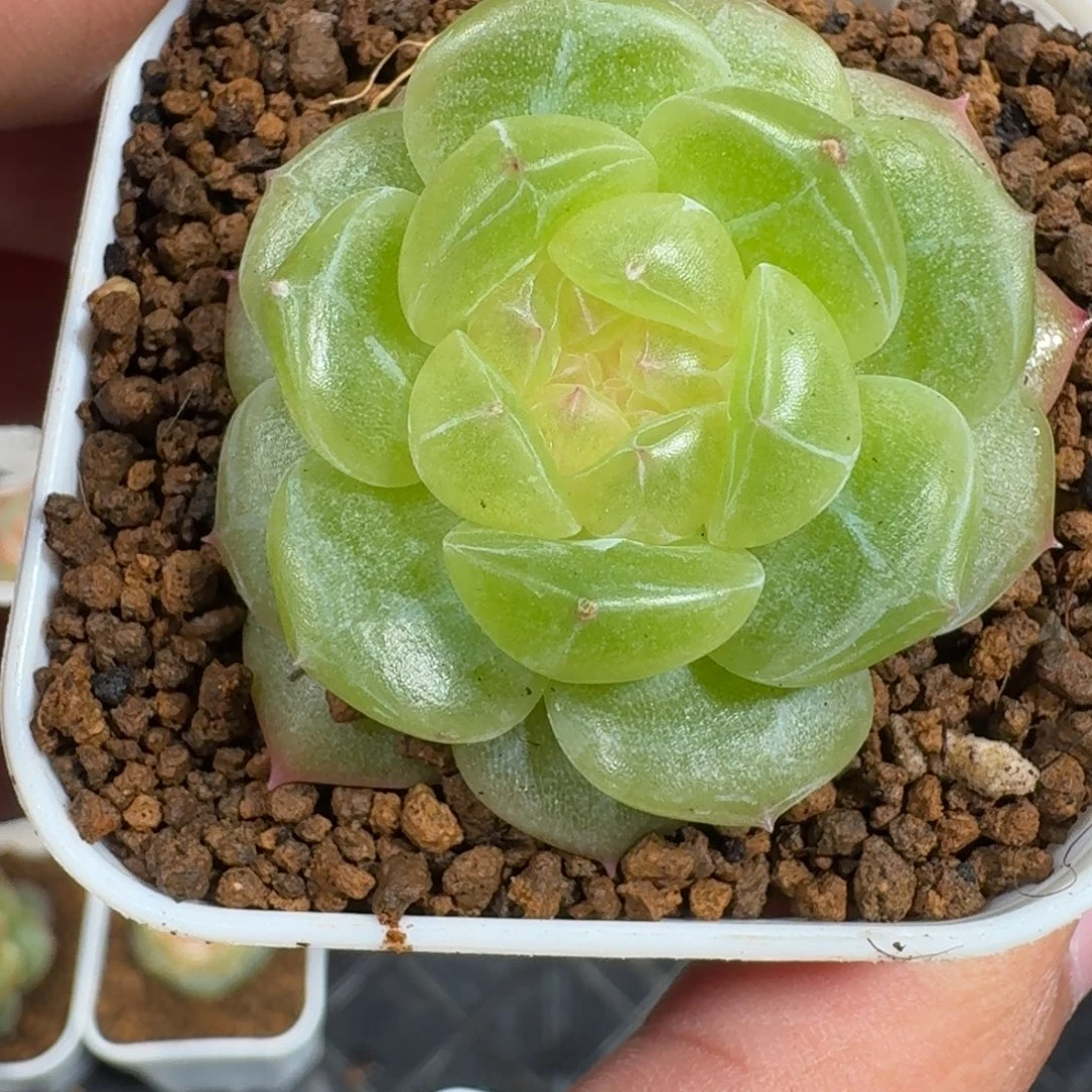 0927-149-玉露珍妮单头
