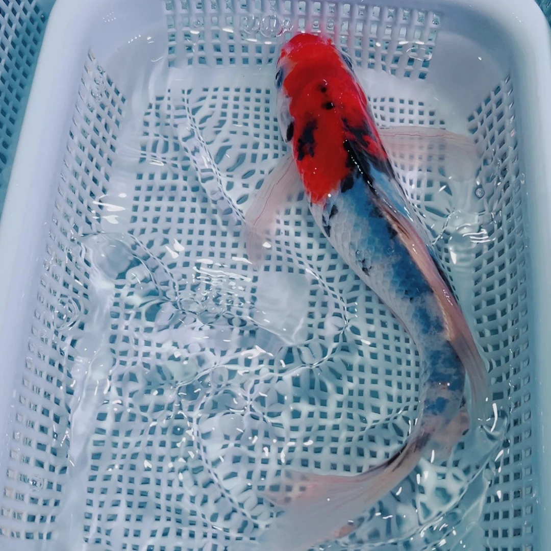 锦鲤锦鲤冷水鱼观赏613