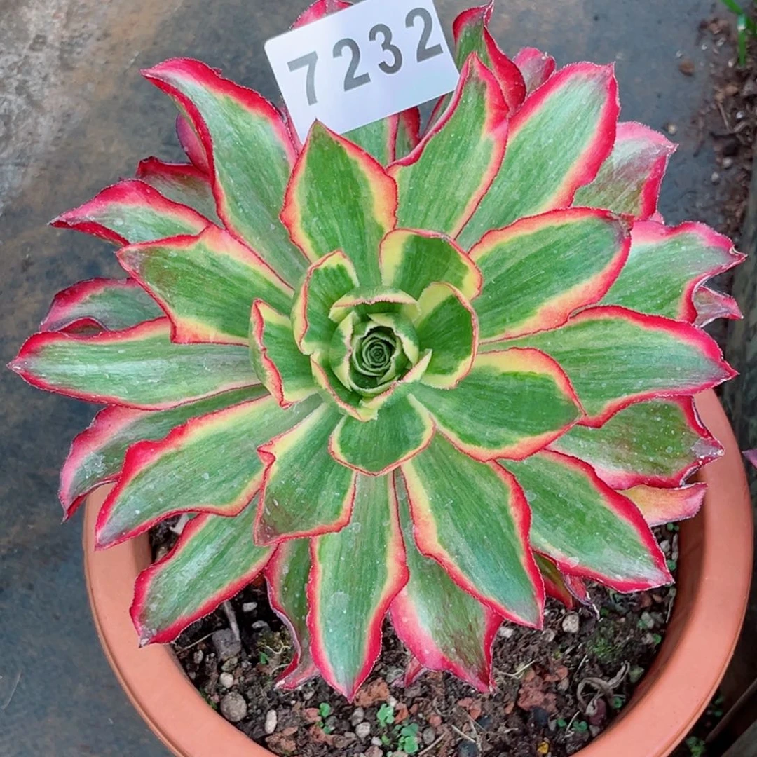 魅影多肉发货发货