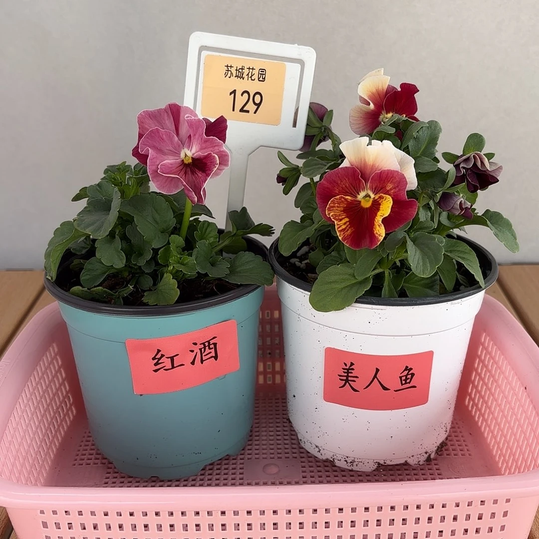 大部分开放少量花苞129