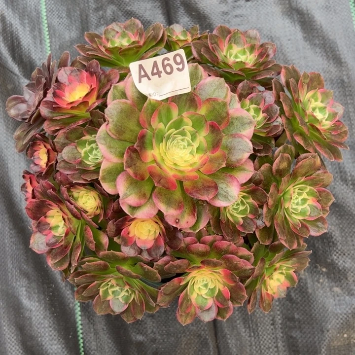 469海鲜25厘米左右