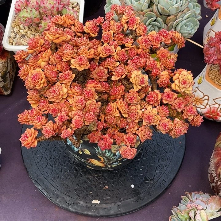 A***多肉植物蜡牡丹发货