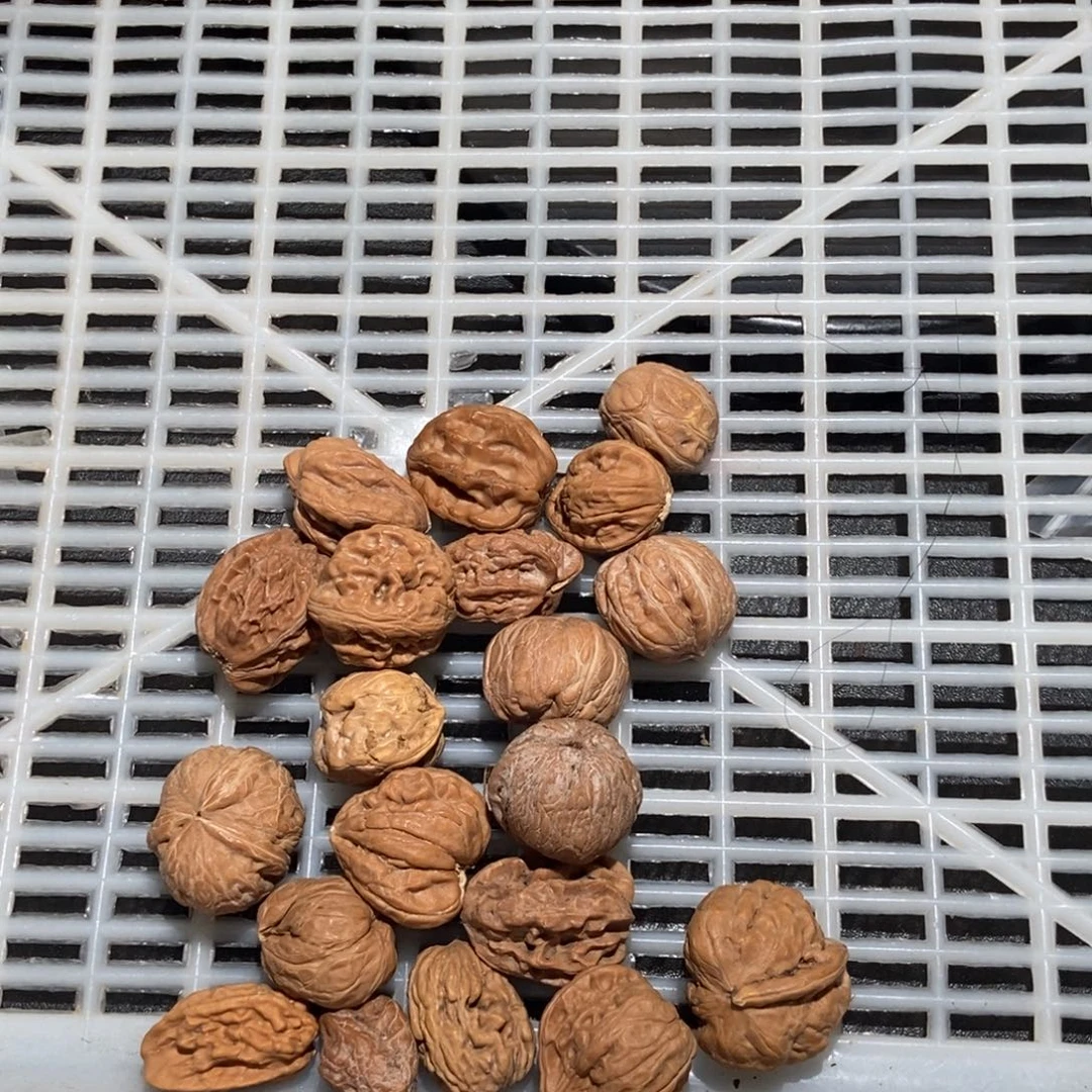 江***2核桃小籽单只异形文玩核桃