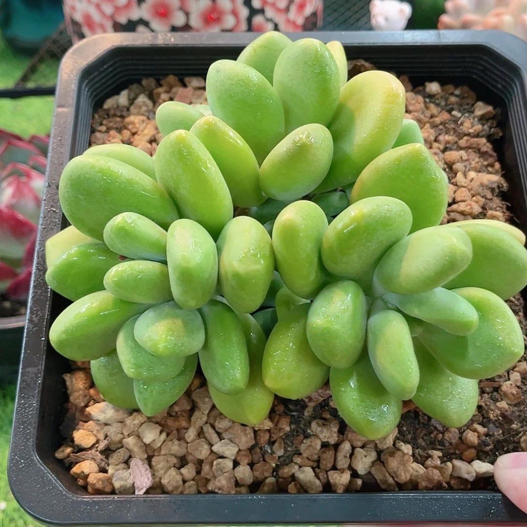 正版芒果奶精品多肉