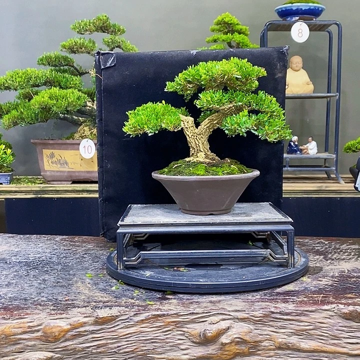 无花朵黄杨盆景四季常青