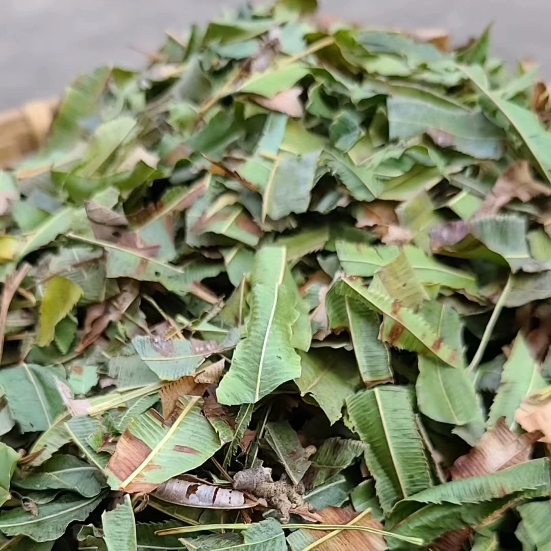 【阿海精选】青灵草