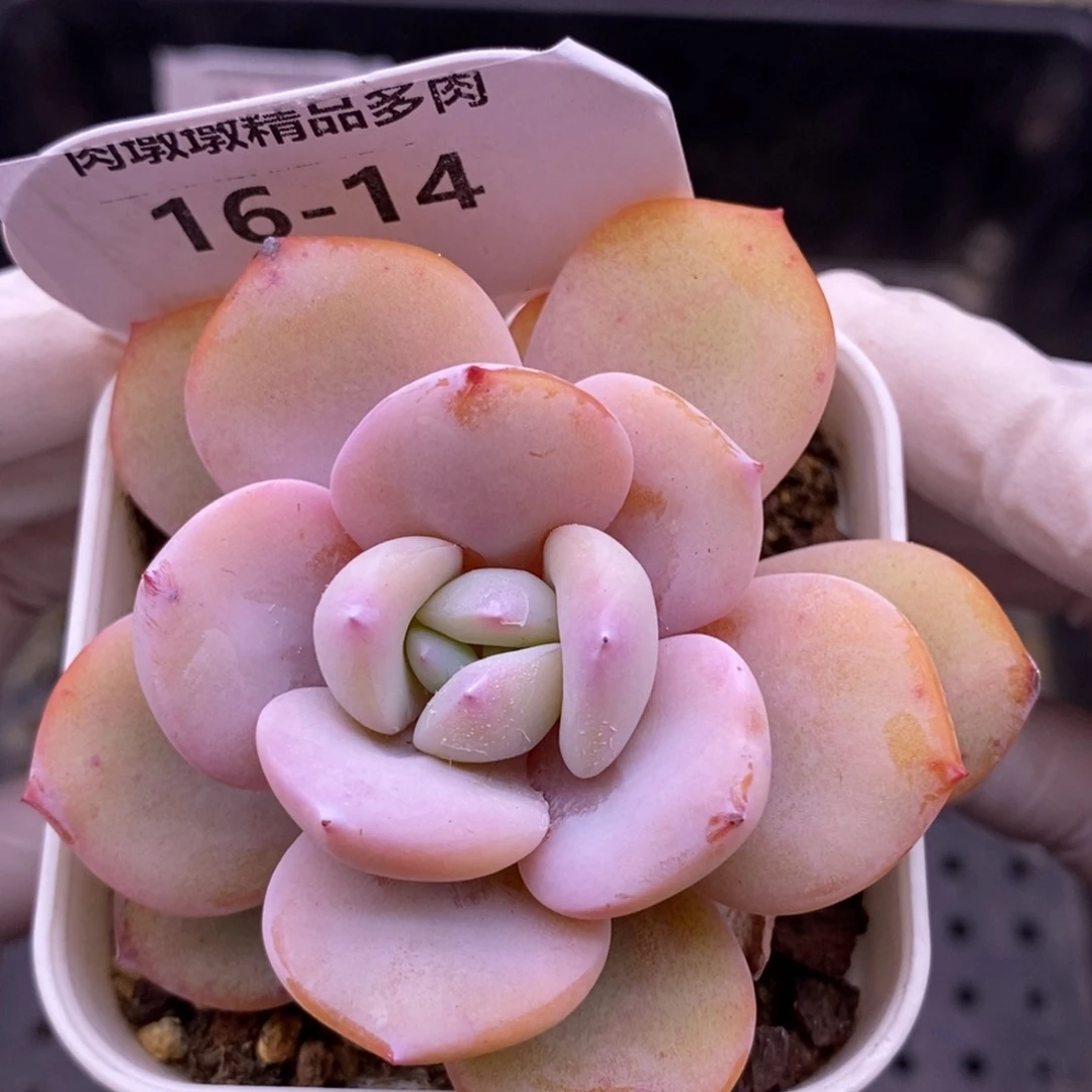 【闪购商品】16-14