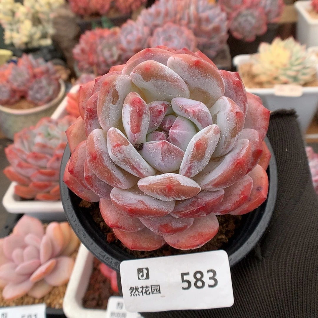 583粉星影多肉植物6666