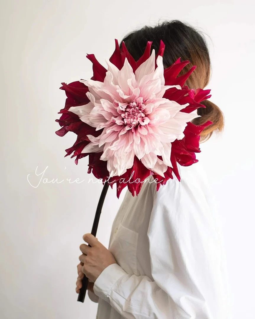 (花好月圆)进口大丽花种球送肥料