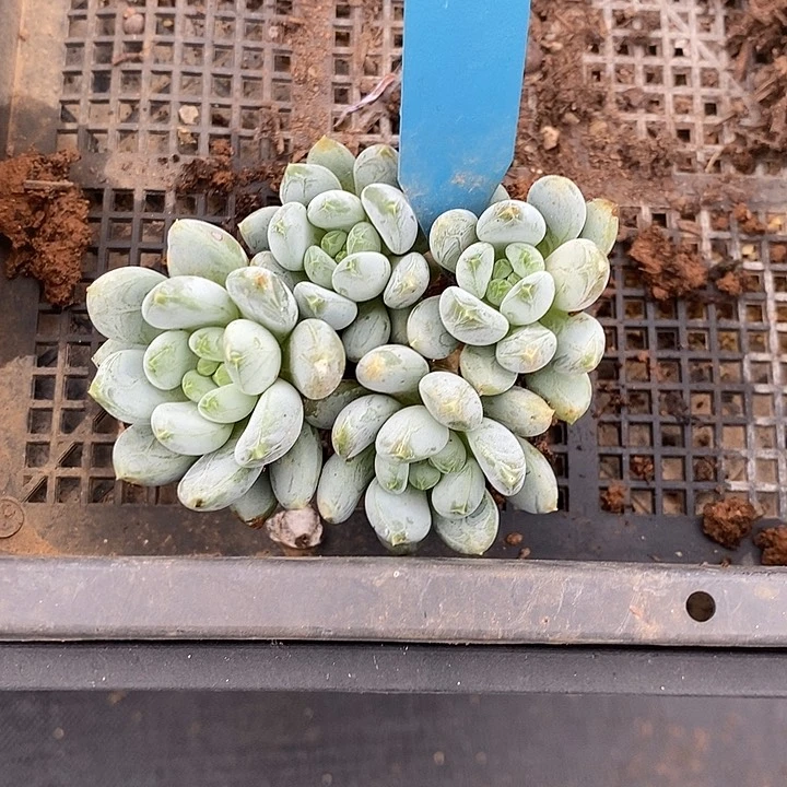 我***～1194多肉植物老桩