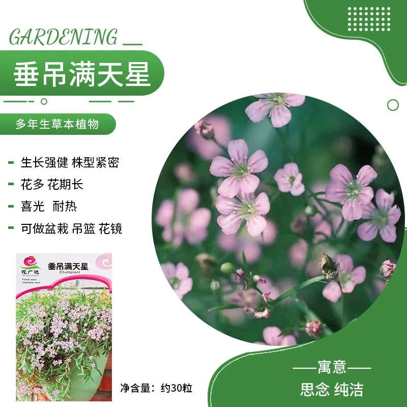 【农科院推荐】满天星种子四季花卉种植花卉种子盆栽阳台种植花种子