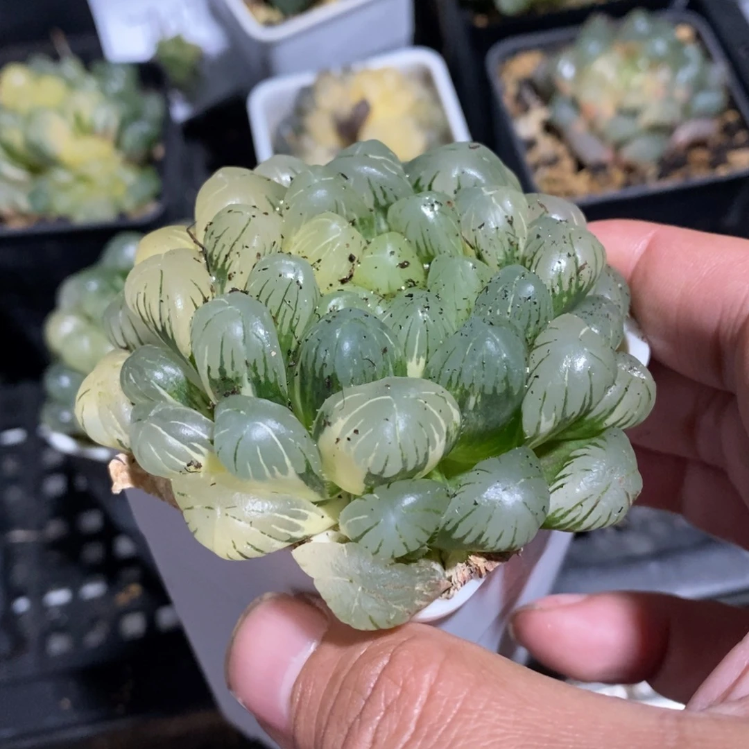 一颗湖水玉露锦 新年福利