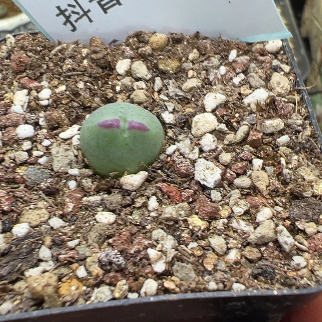 12-174肉锥多肉植物