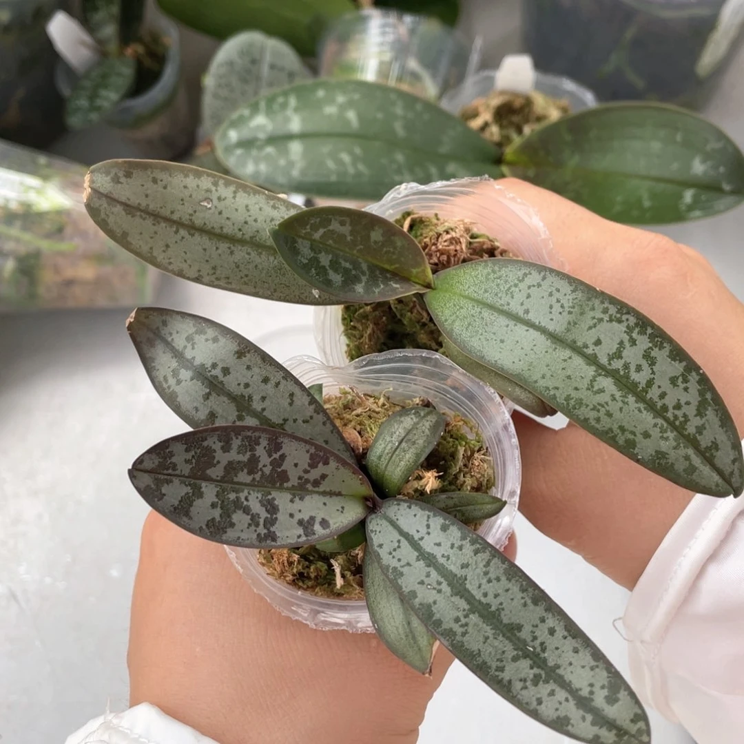 当前无花栽培后可以开花【D750】盲盒，有可能是西交史，随机发一颗