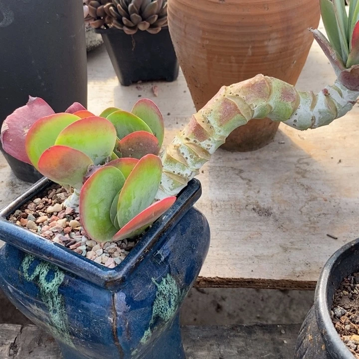 唐印妖桩无砍多肉