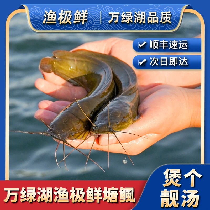 【全国顺丰次日达】万绿湖塘鲺鱼-本地塘角胡子鲶土滑哥角角丁鳅鱼全国新鲜活发顺丰送货上门精品海鲜水产活鱼