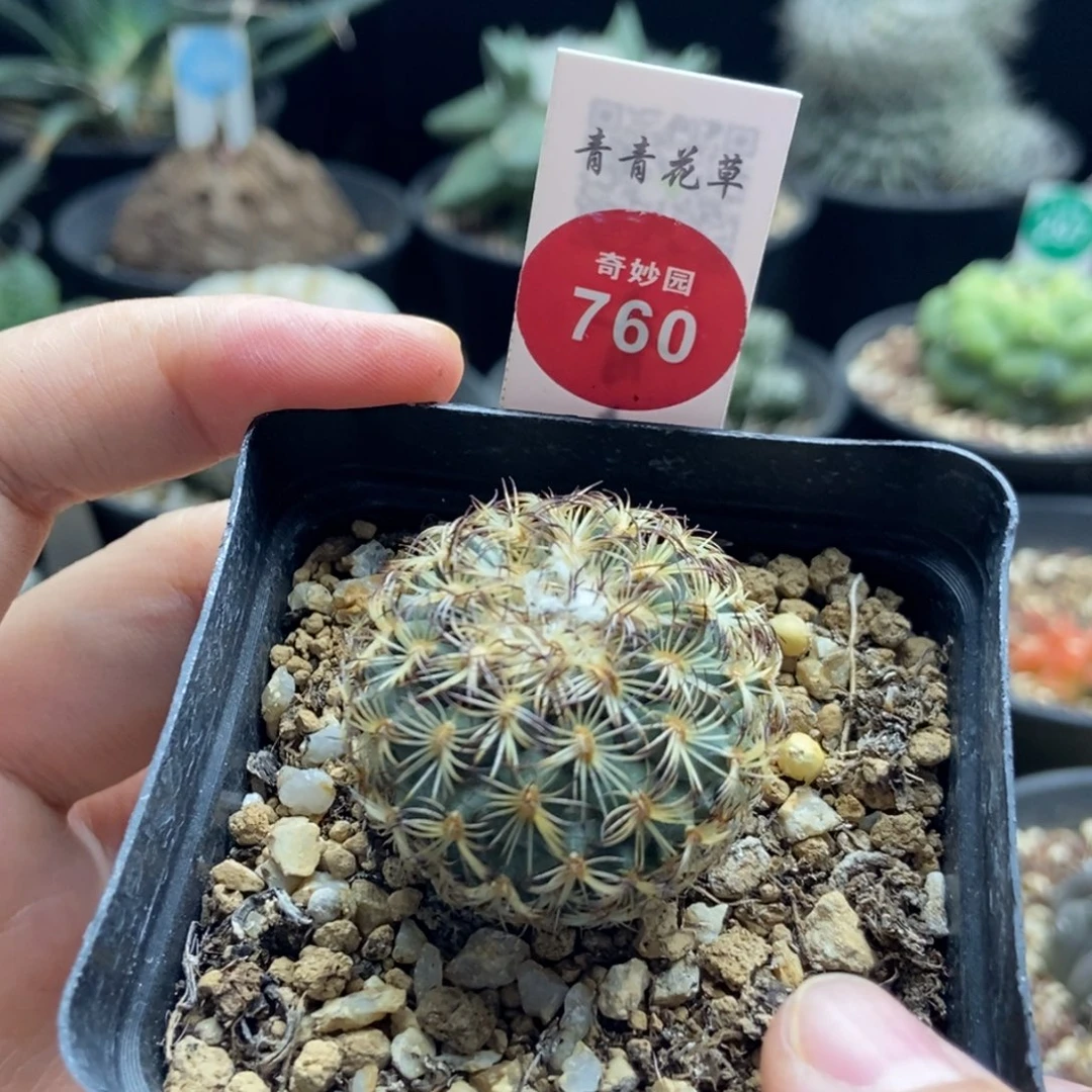 实生伊莎贝拉娇丽3.3cm