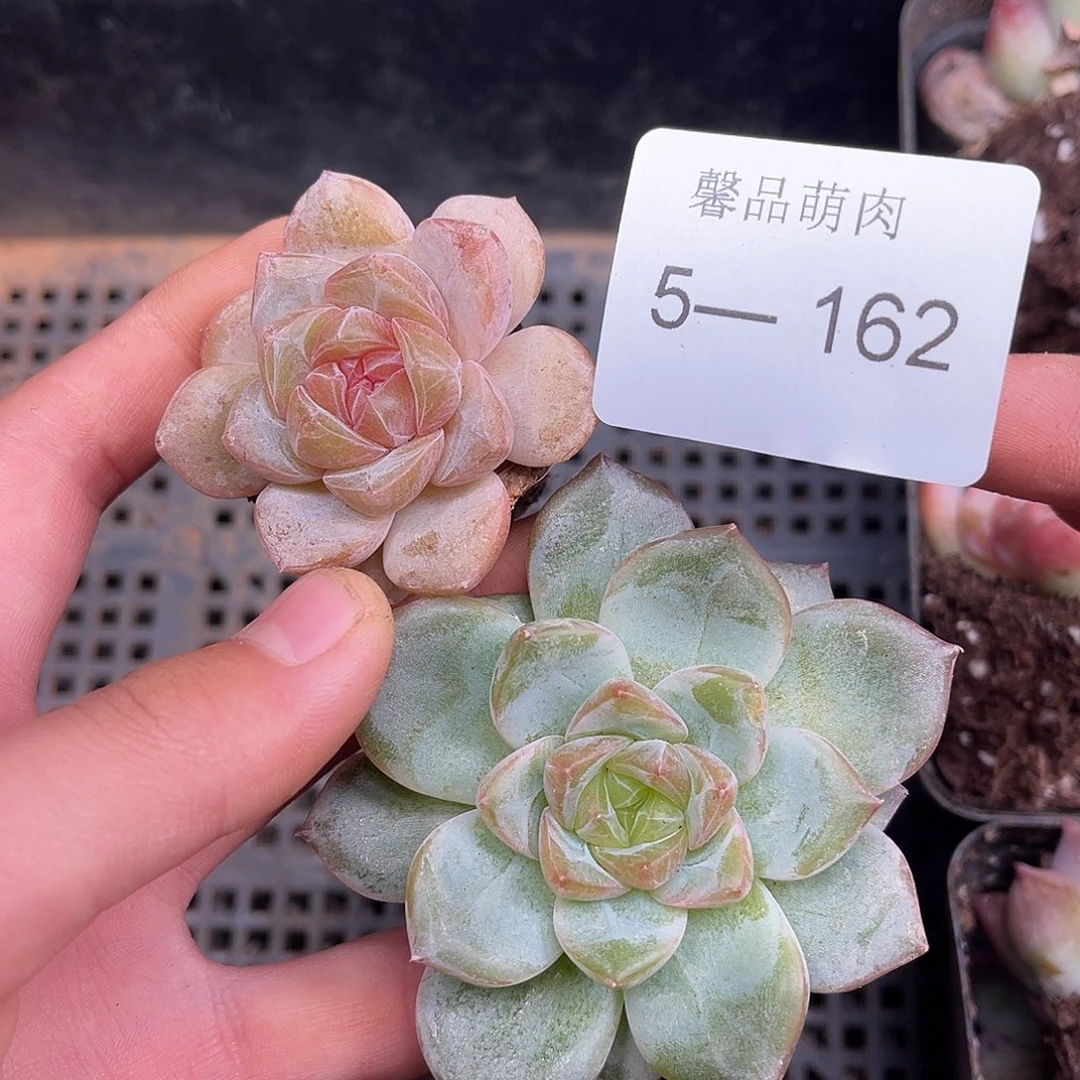 多肉一物一拍5-162