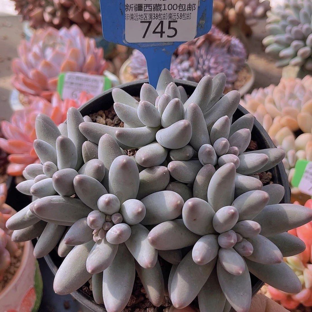 745乌拉奶多肉植物