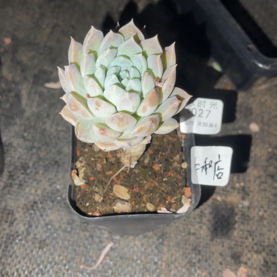 肥****店027 带陶瓷盆发货 满28包邮