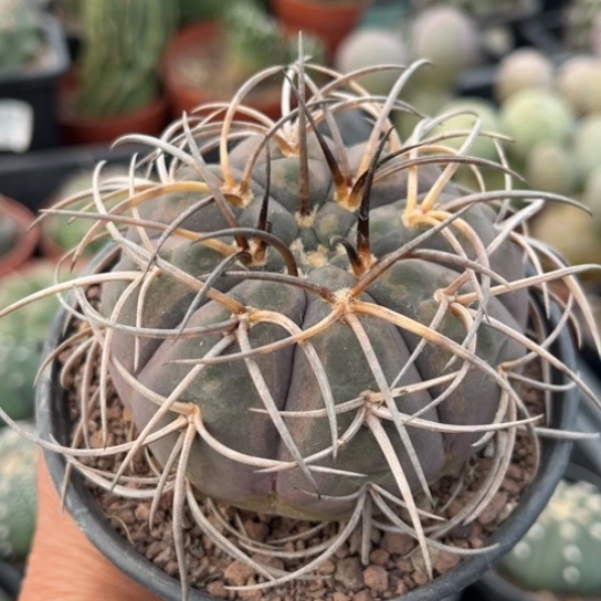 当前无花栽培后可以开花实生伏刺天平