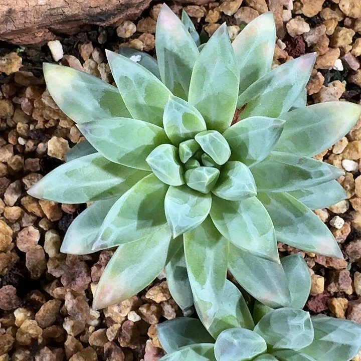 美人系杂多肉植物