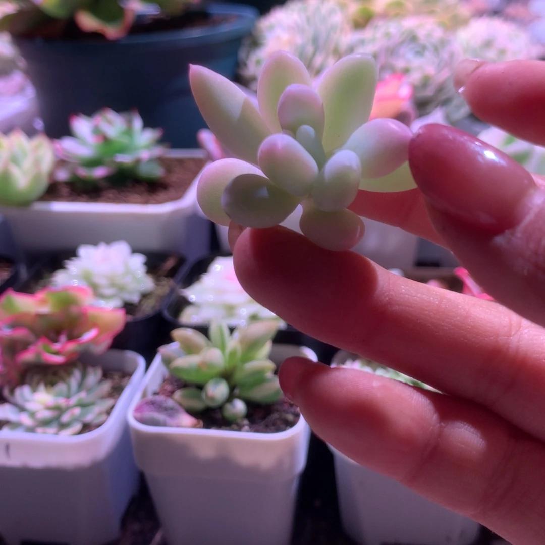 所罗门巨人覆轮锦有杆子