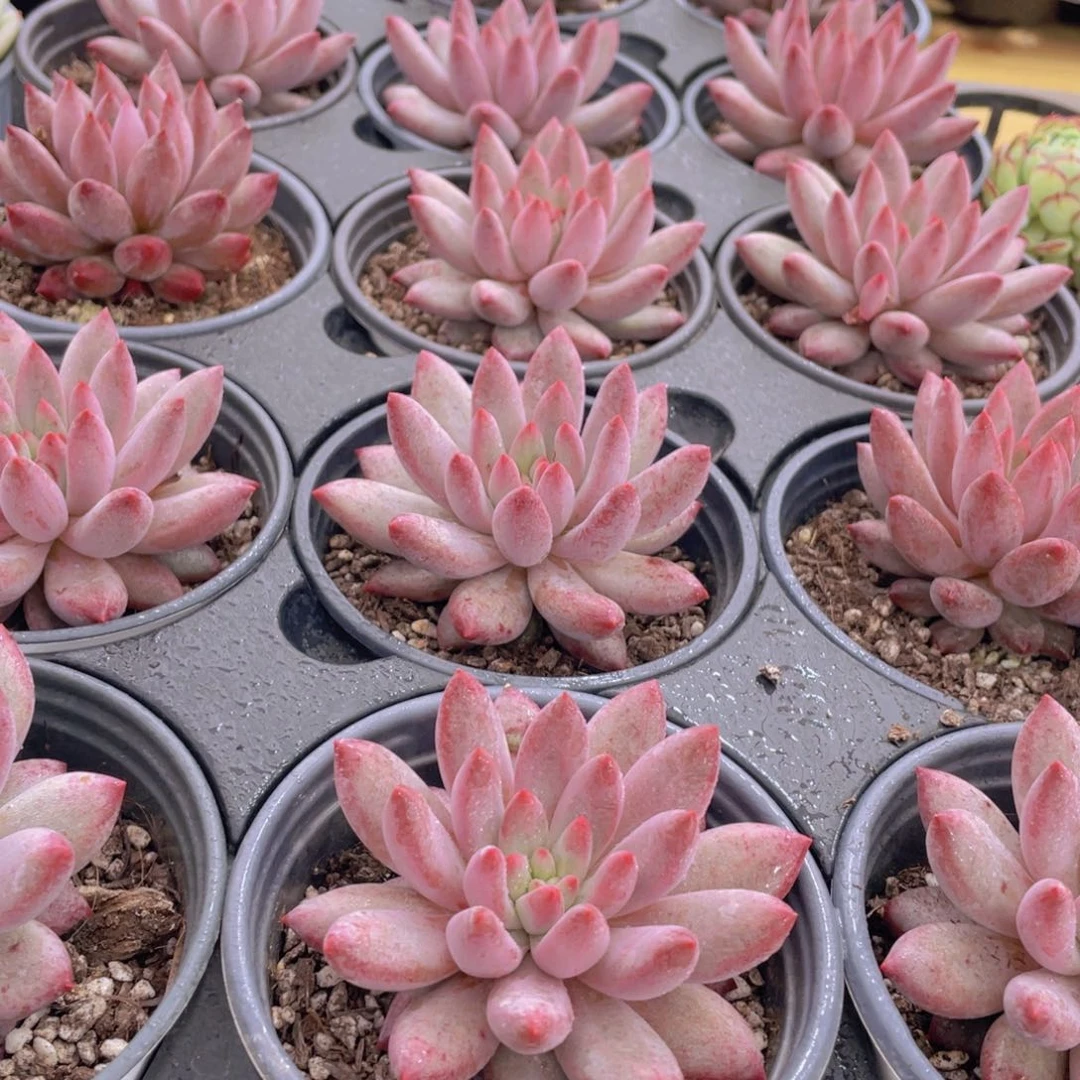 1258号 虞美人单头一个