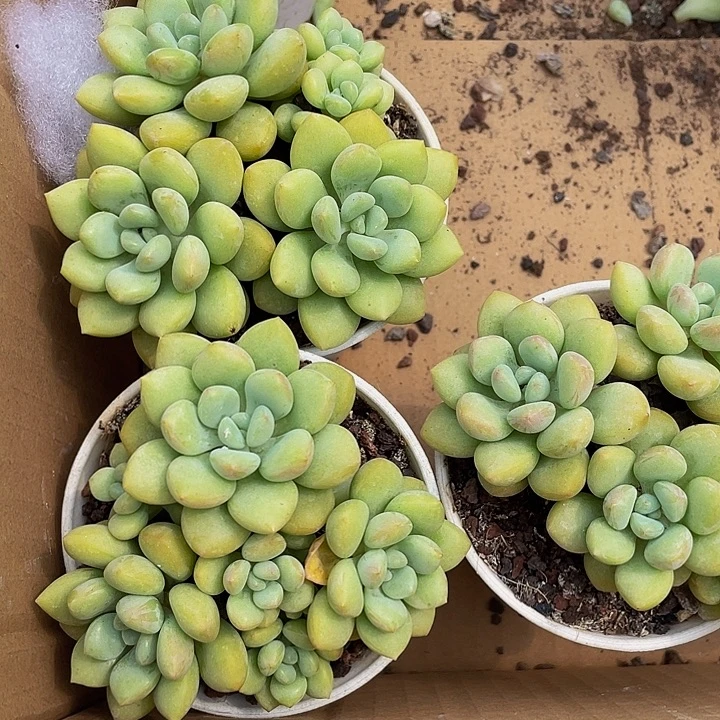 大泡泡糖群90盆带盆土发
