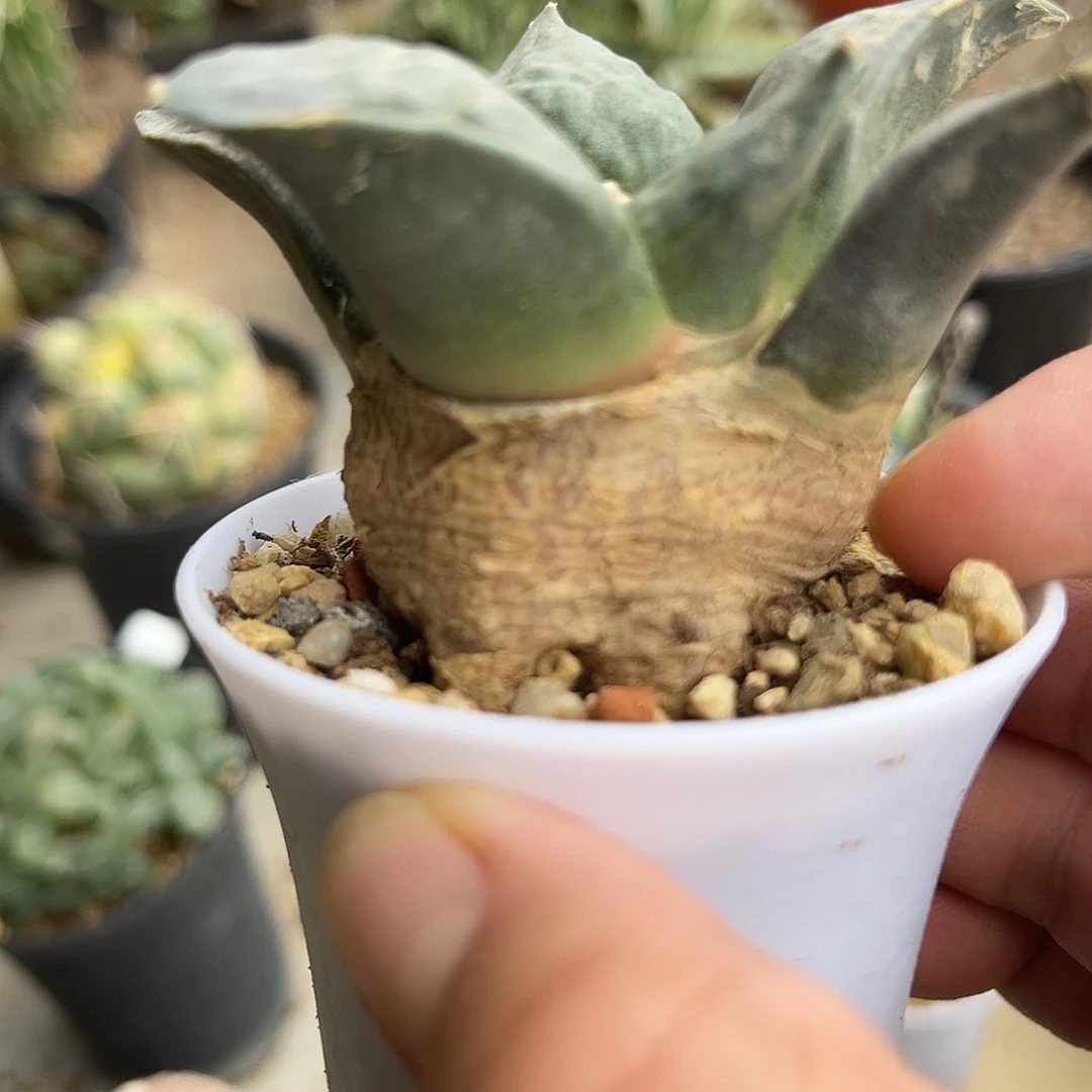 实生青瓷岩牡丹一物一拍