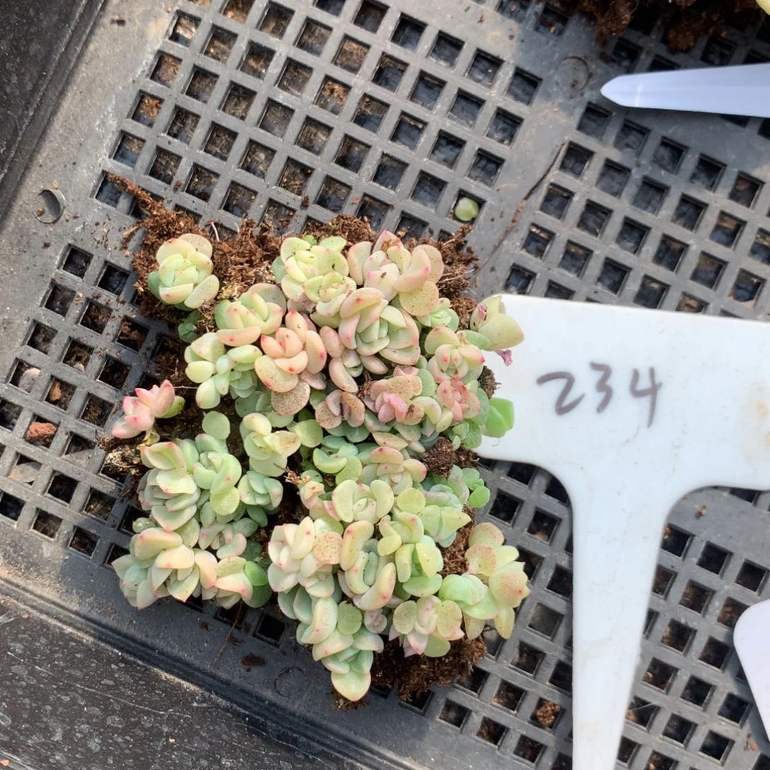 234甘露寺播种切糕珍妮