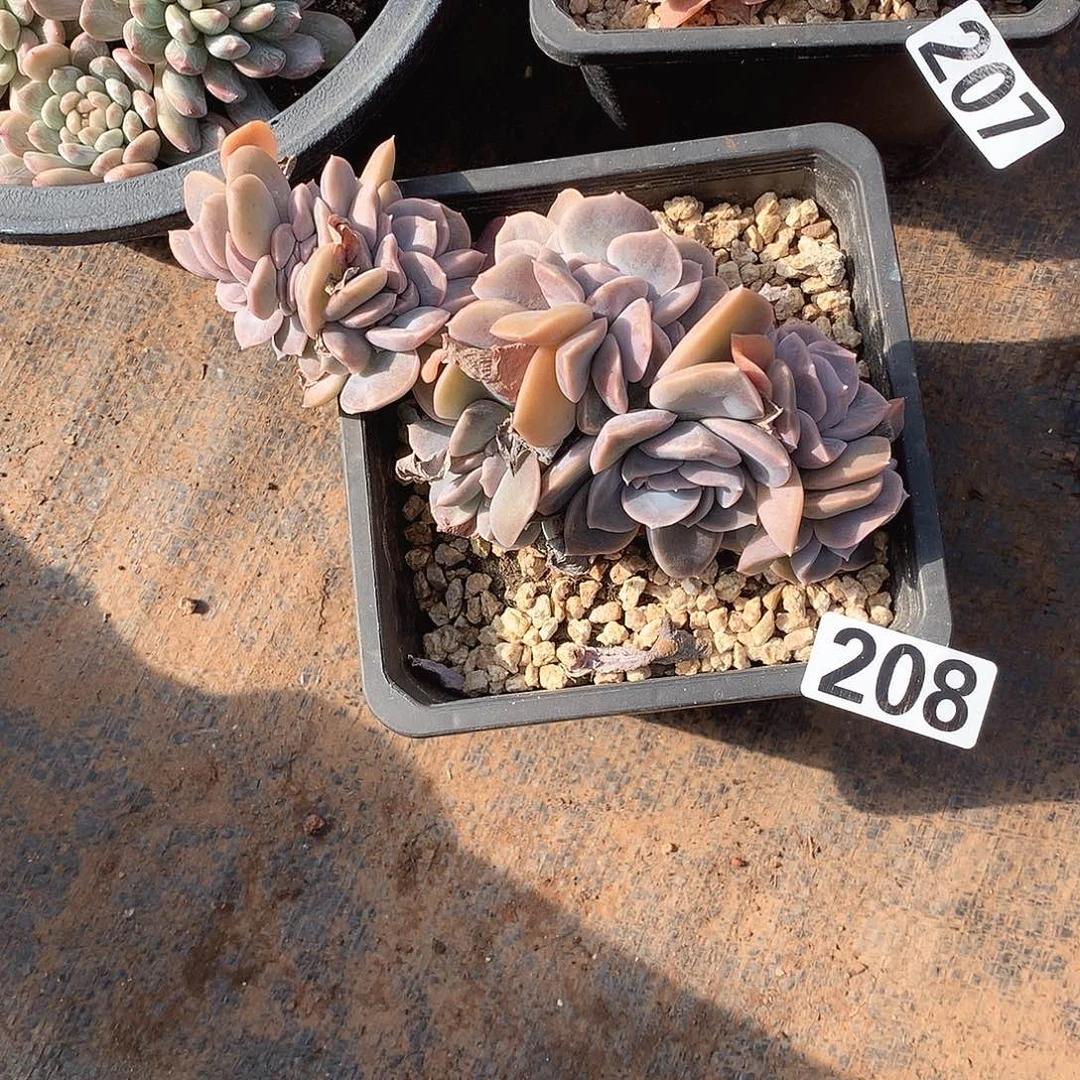 208 一物一拍多肉