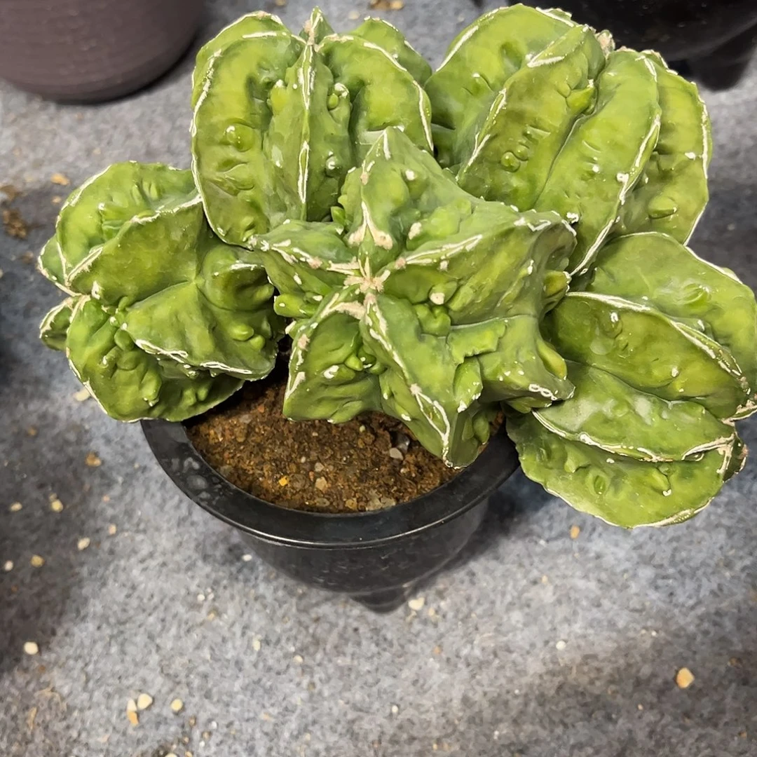 i***8仙人球鸾凤玉实生