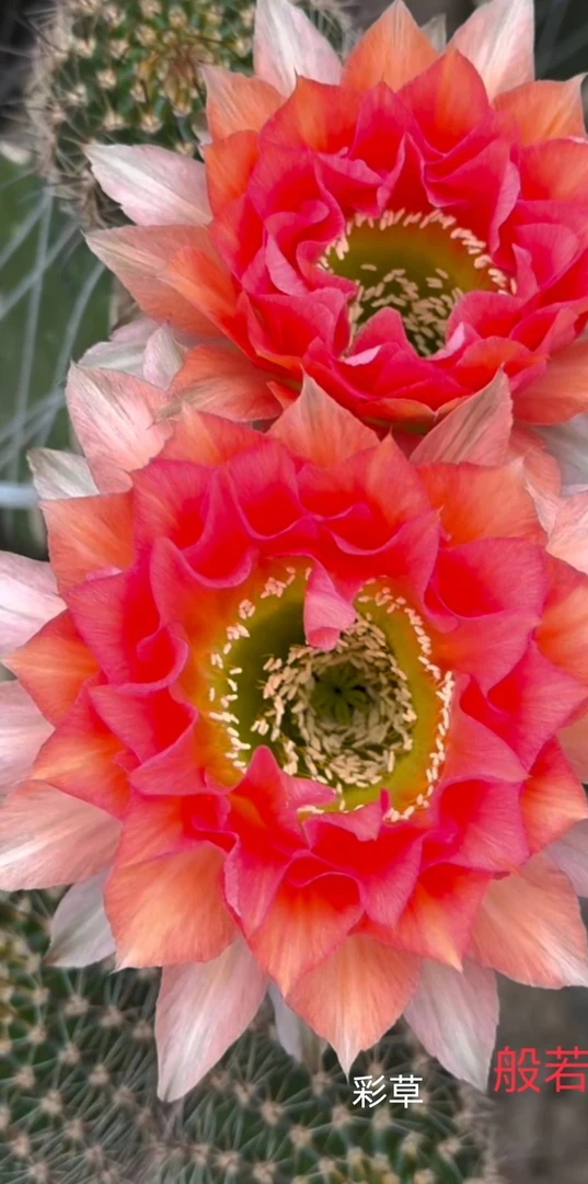 彩草般若无根侧芽4到5厘米