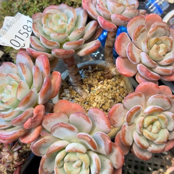 幸运儿是个很好幸运