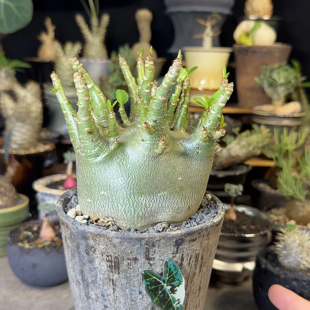 一物一拍哥斯拉沙漠玫瑰