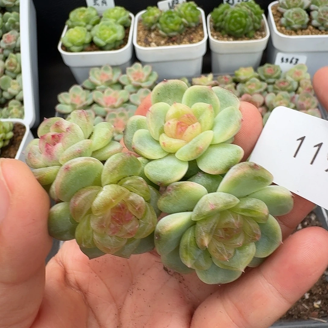 一物一拍一物一拍918-119