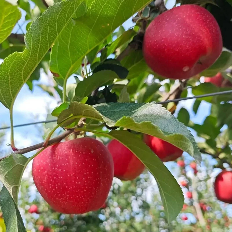 云南昭通高山冰糖心红露苹果新鲜现摘当季水维C
