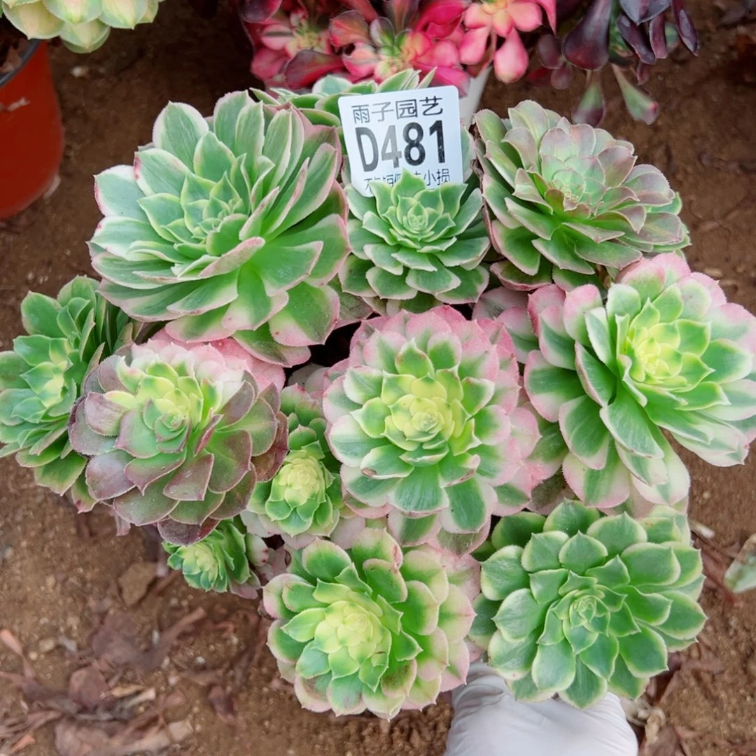 481海王雨子多肉植物