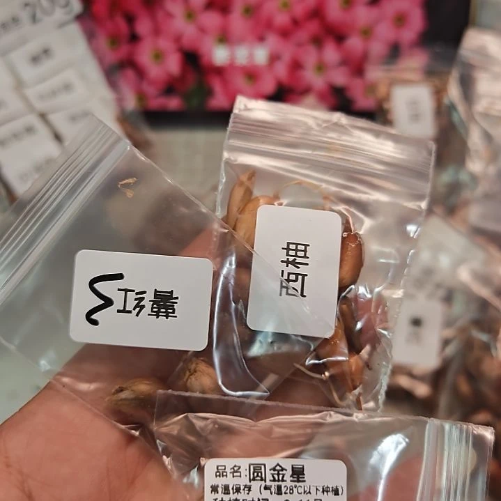 酢浆草薯红西柚圆金星