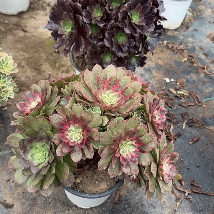 莲花座➕欧紫包邮。