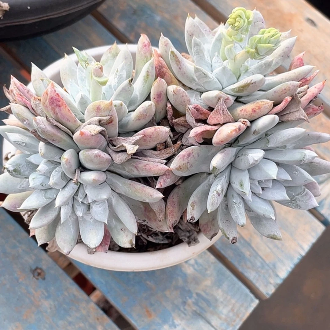 【闪购商品】拇指法瑞