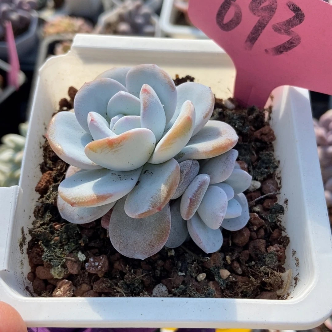 693雪莲多肉植物多肉