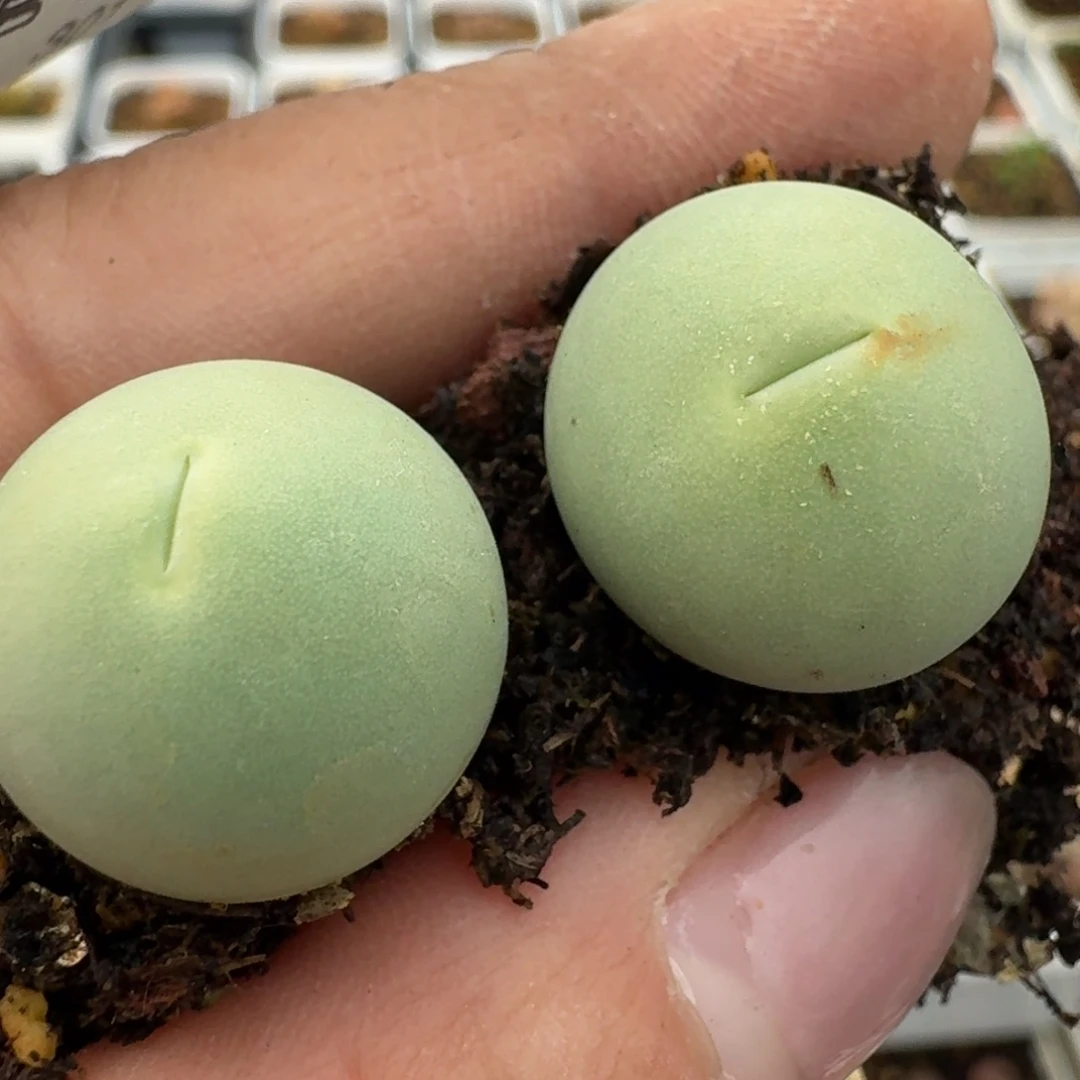 299两颗00000000000