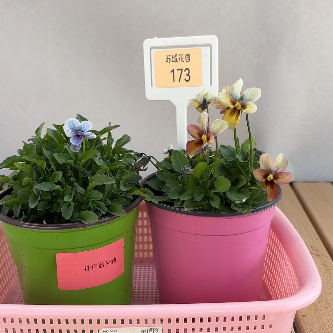 大部分开放少量花苞173