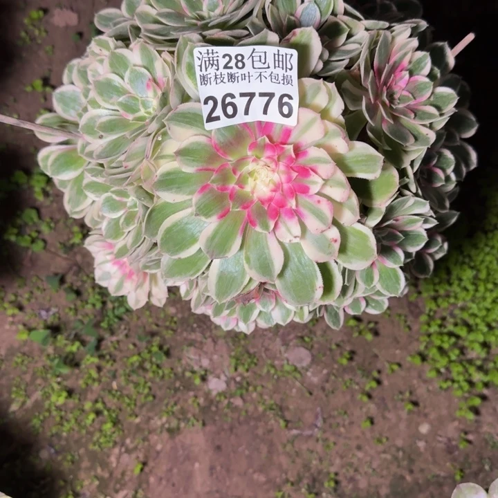 26776孔雀翎多肉植物