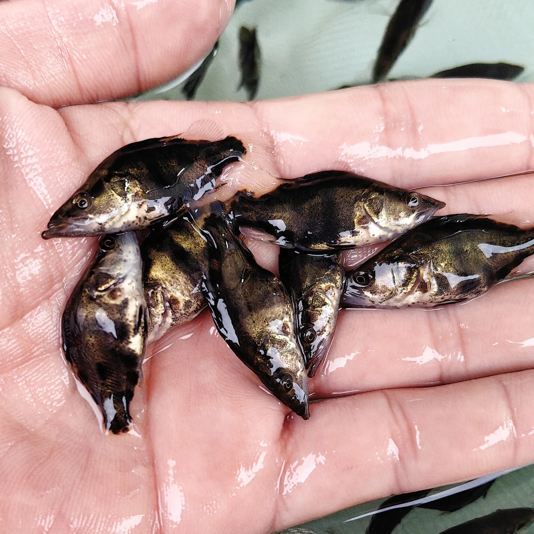 小鳜鱼桂花鱼淡水养殖鲑鱼翘嘴鳜大白桂红纹斑鳜观赏鱼饲养鲑鱼