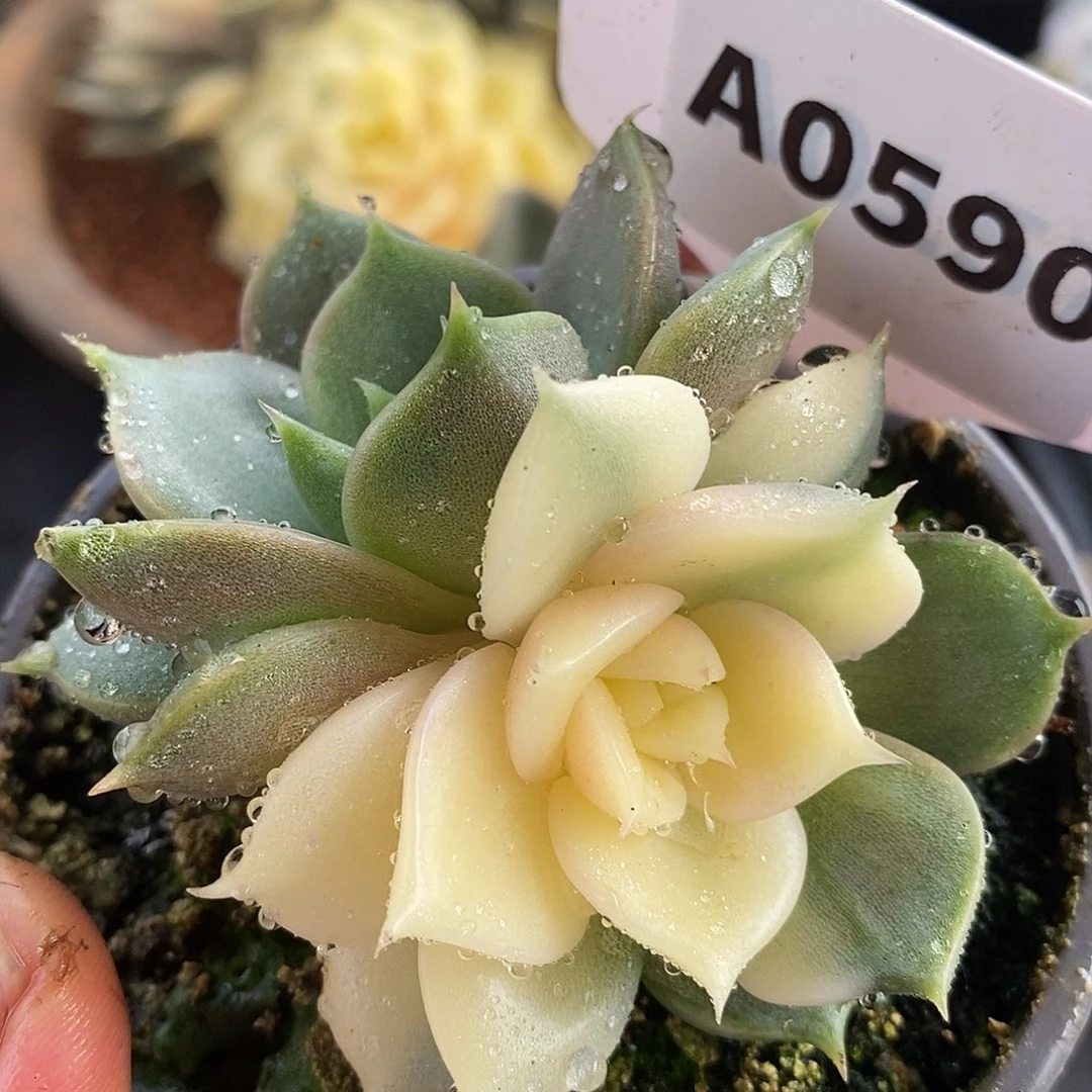 590贝加尔湖哈哈哈哈