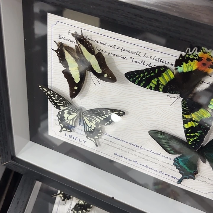 别***我蝴蝶标本定制版036